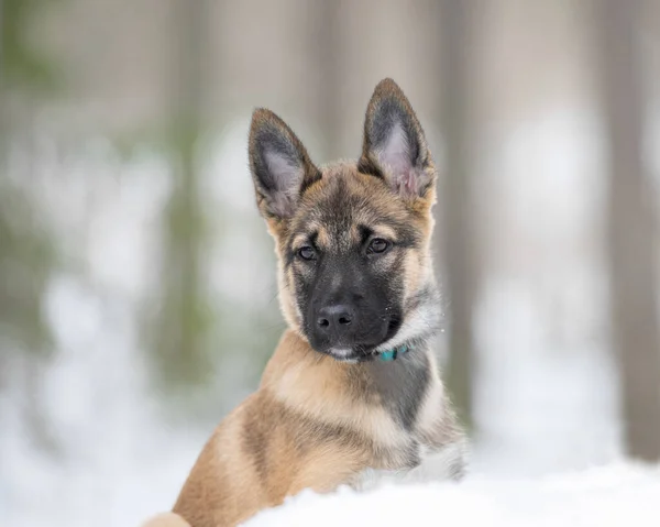 Leste Siberiano Cachorro Laika Está Sentado Floresta Nevada — Fotografia de Stock