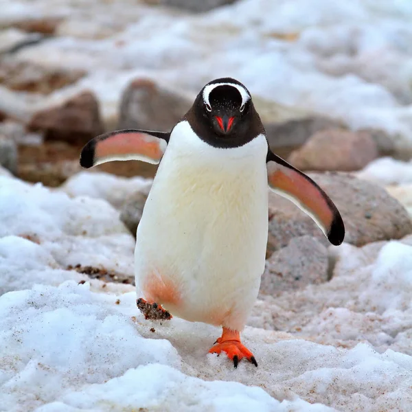 Pingouin Doux Dans Mer — Photo