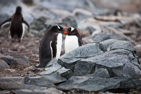 Pinguim Gentoo Mar — Fotografia de Stock