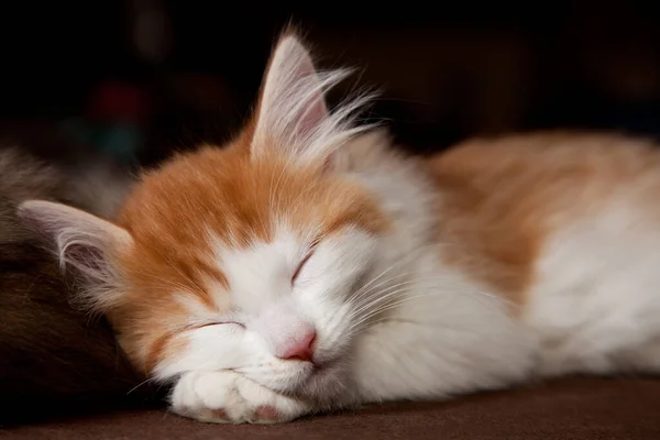 床の上の可愛い猫 — ストック写真