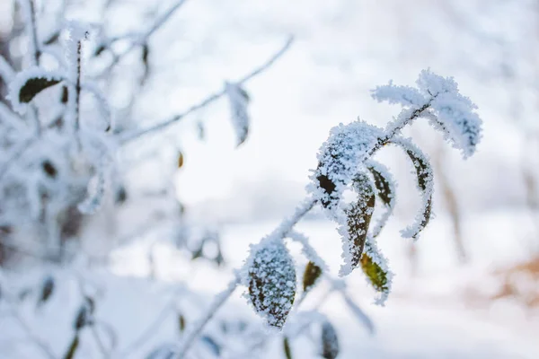 Bela Paisagem Inverno Com Árvores Cobertas Neve — Fotografia de Stock