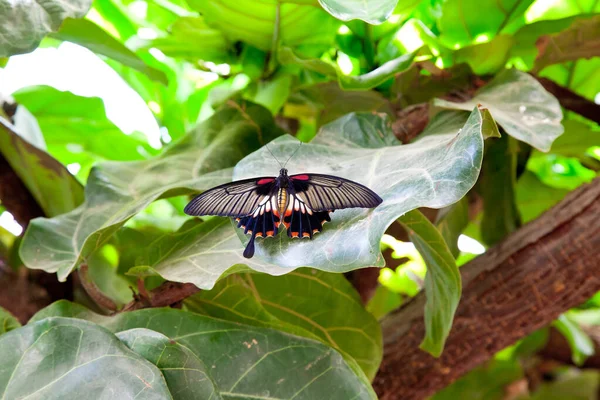 Бабочка Цветке — стоковое фото