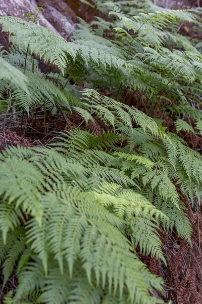 Grüne Farnblätter Wald — Stockfoto