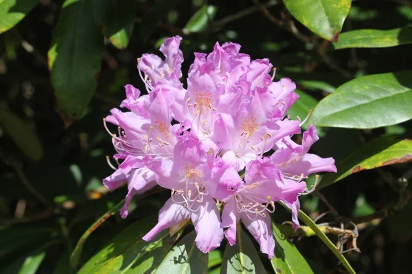 Vackra Rosa Blommor Trädgården — Stockfoto