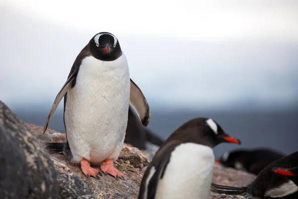 Gentoo Tučňák Stojící Pláži — Stock fotografie