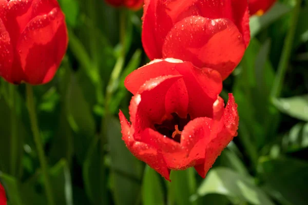 春の日に美しい背景を持つ美しい赤いカラフルなチューリップの花 — ストック写真