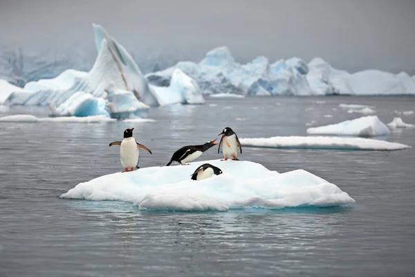 Gentoo Πιγκουίνοι Στην Αρκτική — Φωτογραφία Αρχείου