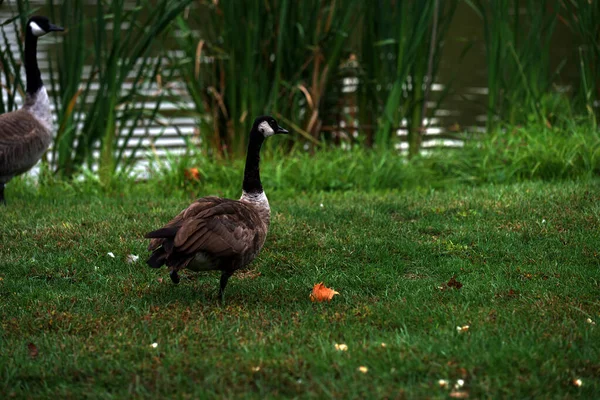 Flock Ducks Green Grass — Stock Photo, Image
