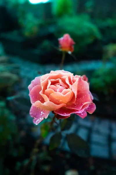 Hermosas Rosas Jardín — Foto de Stock