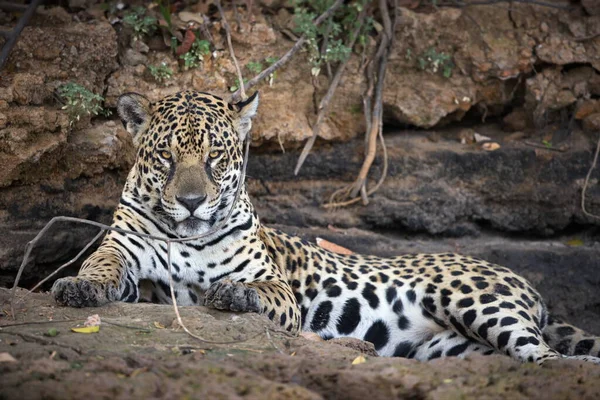 Leopard Djurparken — Stockfoto