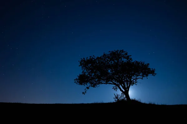 Krásná Noční Obloha Stromy Hvězdami — Stock fotografie
