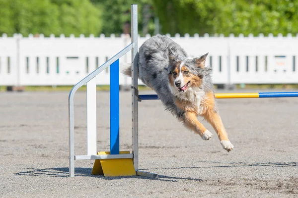 Pastor Australiano Salta Sobre Obstáculo Agilidade Curso Agilidade Cão — Fotografia de Stock