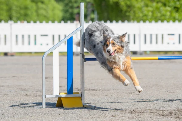 Australský Ovčák Přeskočí Překážku Agility Kurzu Agility Pro Psy — Stock fotografie