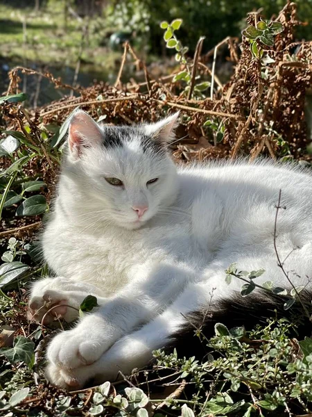 정원에 고양이 — 스톡 사진