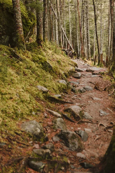 Vacker Skog Bergen — Stockfoto