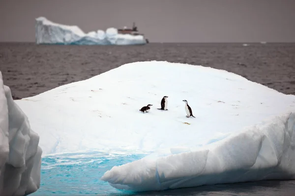 Orso Polare Mare — Foto Stock