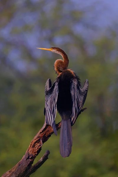 Ένα Κοντινό Πλάνο Ενός Αρσενικού Αετού Στην Άγρια Φύση — Φωτογραφία Αρχείου