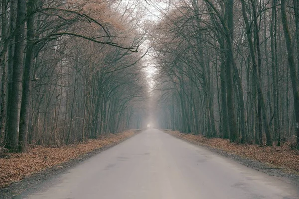 Route Dans Forêt — Photo