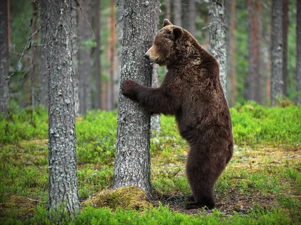 Orso Bruno Nella Foresta — Foto Stock