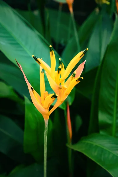 Belle Fleur Jaune Dans Jardin — Photo