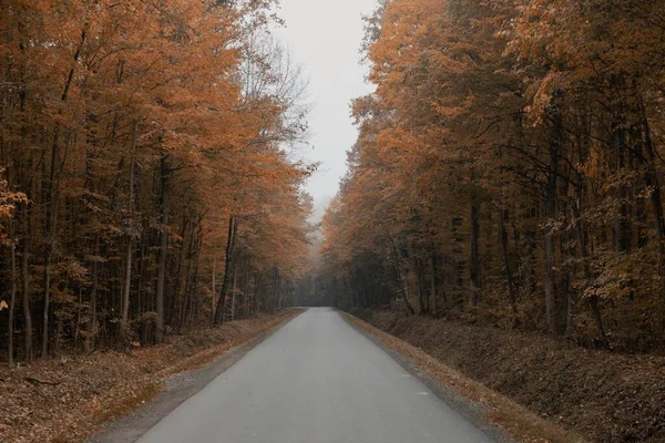 Podzimní Lesní Cesta Venkově — Stock fotografie