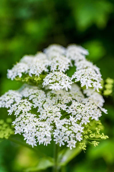 Fiori Bianchi Giardino — Foto Stock