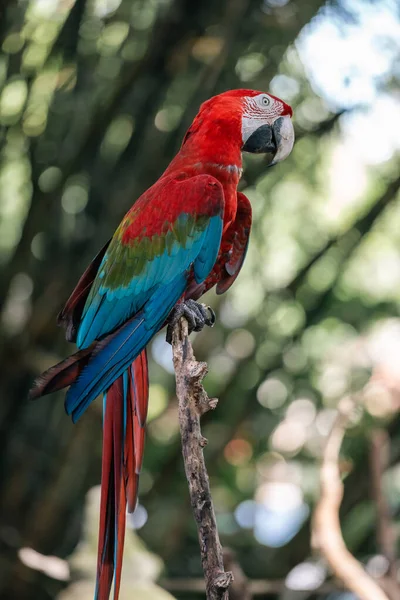 Beau Perroquet Aras Coloré — Photo