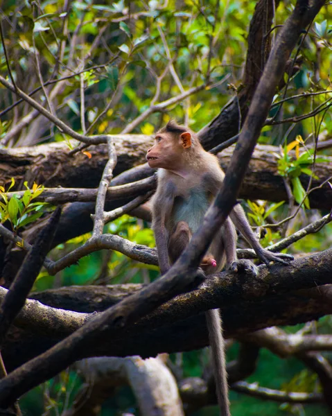 Singe Assis Sur Arbre — Photo