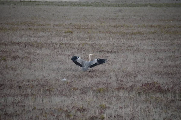 Een Grote Groep Vogels Het Veld — Stockfoto