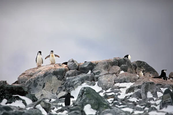 Gentoo Pinguino Guardando Mare — Foto Stock