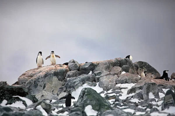 Gentoo Pingvin Nézi Tengert — Stock Fotó