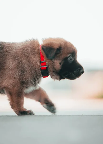 Schattig Hondje Vloer — Stockfoto