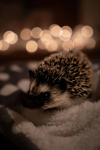 Igel Wald — Stockfoto