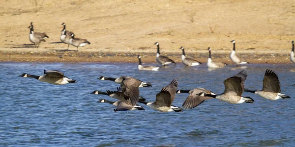 Gansos Canada Volando Agua — Foto de Stock