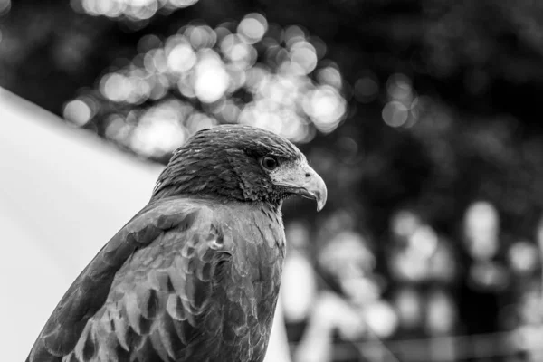 Photo Noir Blanc Oiseau — Photo