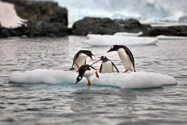 Two Penguins Beach — Stock Photo, Image