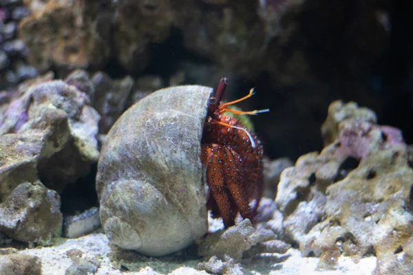 Close Van Een Rode Vis Het Water — Stockfoto