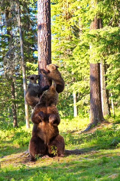 Grizzlys Freier Wildbahn — Stockfoto