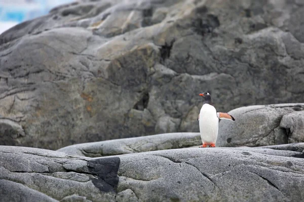 Pinguim Gentoo Mar — Fotografia de Stock