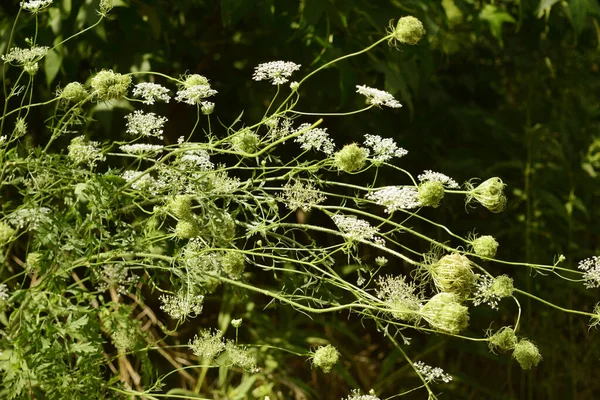 Krásný Botanický Záběr Přírodní Tapety — Stock fotografie