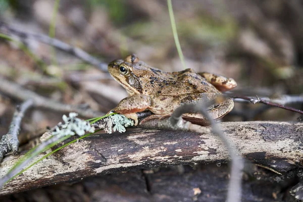 普通青蛙 Rana Temporaria 也被称为欧洲普通青蛙 European Common Frog 欧洲普通棕色青蛙 European Common — 图库照片