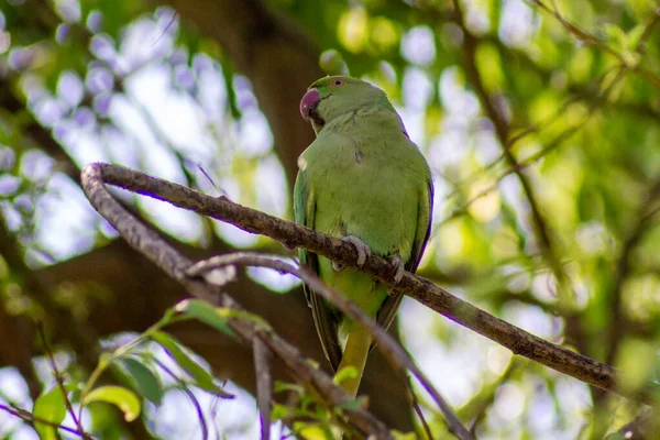 動物園の木の枝に鳥が座っています — ストック写真