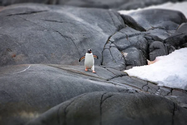 ภาพใกล ดของเพนกว นในทะเล — ภาพถ่ายสต็อก