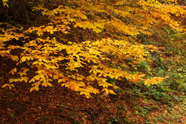 Herfst Bladeren Herfst Seizoen Flora — Stockfoto