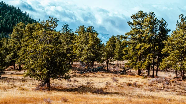 Paysage Automne Avec Arbres Ciel Bleu — Photo