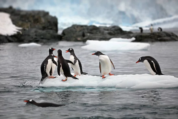 Pinguini Gentoo Nell Artico — Foto Stock