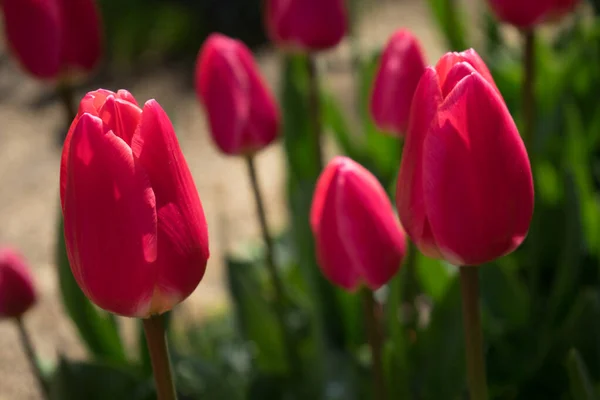 Красные Тюльпаны Белой Подкладкой Лиссе Кекенбург Нидерланды Европа Летний День — стоковое фото