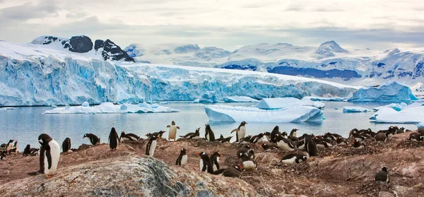 Antártica Mar Ártico Norway — Fotografia de Stock