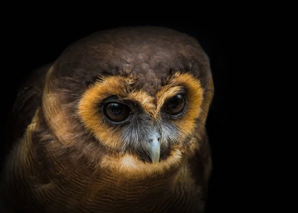 Malay Owl Falcrony Fauna Bird Closeup Copyspace — Stock Photo, Image