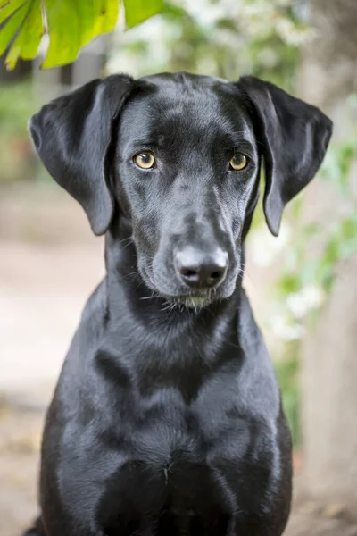 Retrato Cão Bonito — Fotografia de Stock